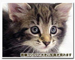 ノルウェージャンフォレストキャット