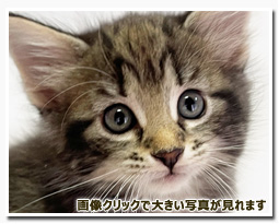 ノルウェージャンフォレストキャット