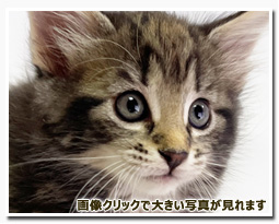 ノルウェージャンフォレストキャット