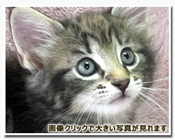 ノルウェージャンフォレストキャット