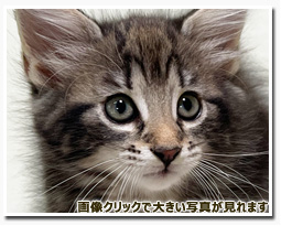 ノルウェージャンフォレストキャット