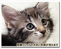 ノルウェージャンフォレストキャット