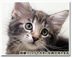 ノルウェージャンフォレストキャット