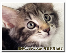 ノルウェージャンフォレストキャット