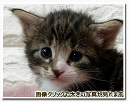 ノルウェージャンフォレストキャット