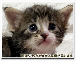 ノルウェージャンフォレストキャット