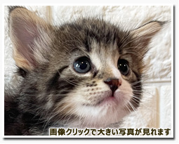 ノルウェージャンフォレストキャット