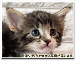 ノルウェージャンフォレストキャット