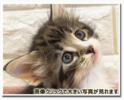 ノルウェージャンフォレストキャット