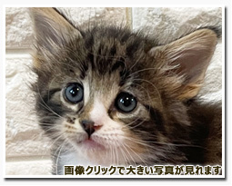 ノルウェージャンフォレストキャット