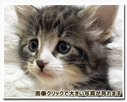 ノルウェージャンフォレストキャット