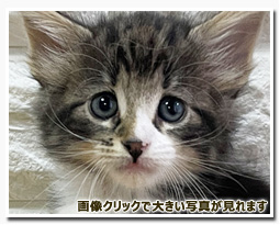 ノルウェージャンフォレストキャット