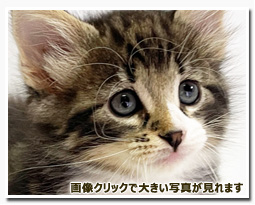 ノルウェージャンフォレストキャット