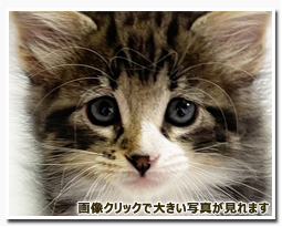 ノルウェージャンフォレストキャット