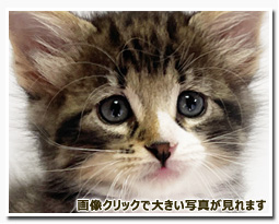 ノルウェージャンフォレストキャット