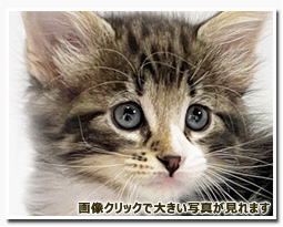 ノルウェージャンフォレストキャット