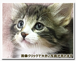 ノルウェージャンフォレストキャット