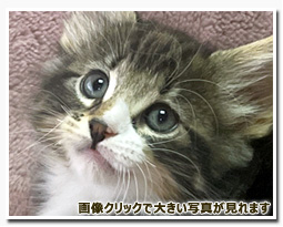 ノルウェージャンフォレストキャット