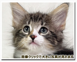 ノルウェージャンフォレストキャット