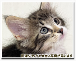 ノルウェージャンフォレストキャット