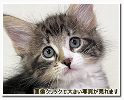 ノルウェージャンフォレストキャット