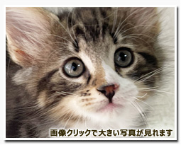 ノルウェージャンフォレストキャット