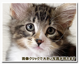 ノルウェージャンフォレストキャット