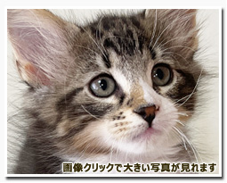 ノルウェージャンフォレストキャット