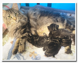 ノルウェージャンフォレストキャット