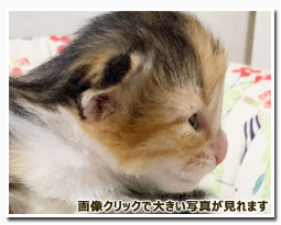 ノルウェージャンフォレストキャット