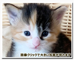 ノルウェージャンフォレストキャット