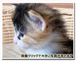 ノルウェージャンフォレストキャット