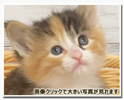 ノルウェージャンフォレストキャット