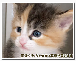 ノルウェージャンフォレストキャット