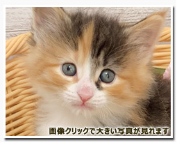 ノルウェージャンフォレストキャット