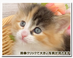 ノルウェージャンフォレストキャット