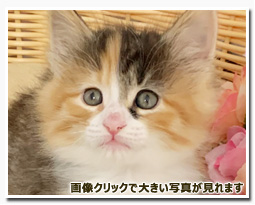 ノルウェージャンフォレストキャット