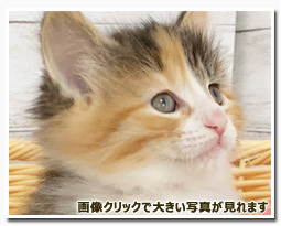 ノルウェージャンフォレストキャット