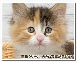 ノルウェージャンフォレストキャット