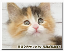 ノルウェージャンフォレストキャット