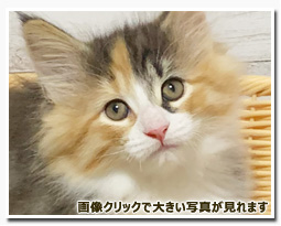 ノルウェージャンフォレストキャット