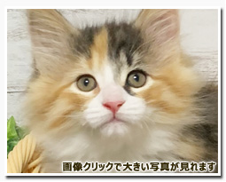 ノルウェージャンフォレストキャット