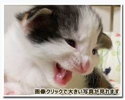 ノルウェージャンフォレストキャット