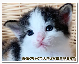 ノルウェージャンフォレストキャット