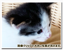 ノルウェージャンフォレストキャット