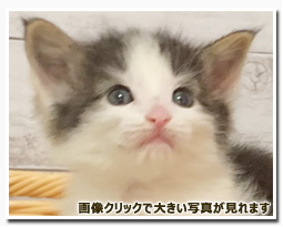 ノルウェージャンフォレストキャット