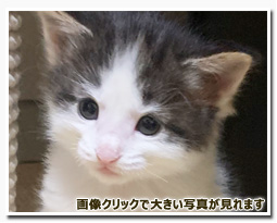 ノルウェージャンフォレストキャット