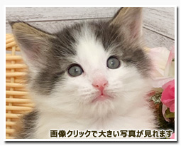 ノルウェージャンフォレストキャット