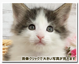 ノルウェージャンフォレストキャット