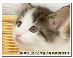 ノルウェージャンフォレストキャット